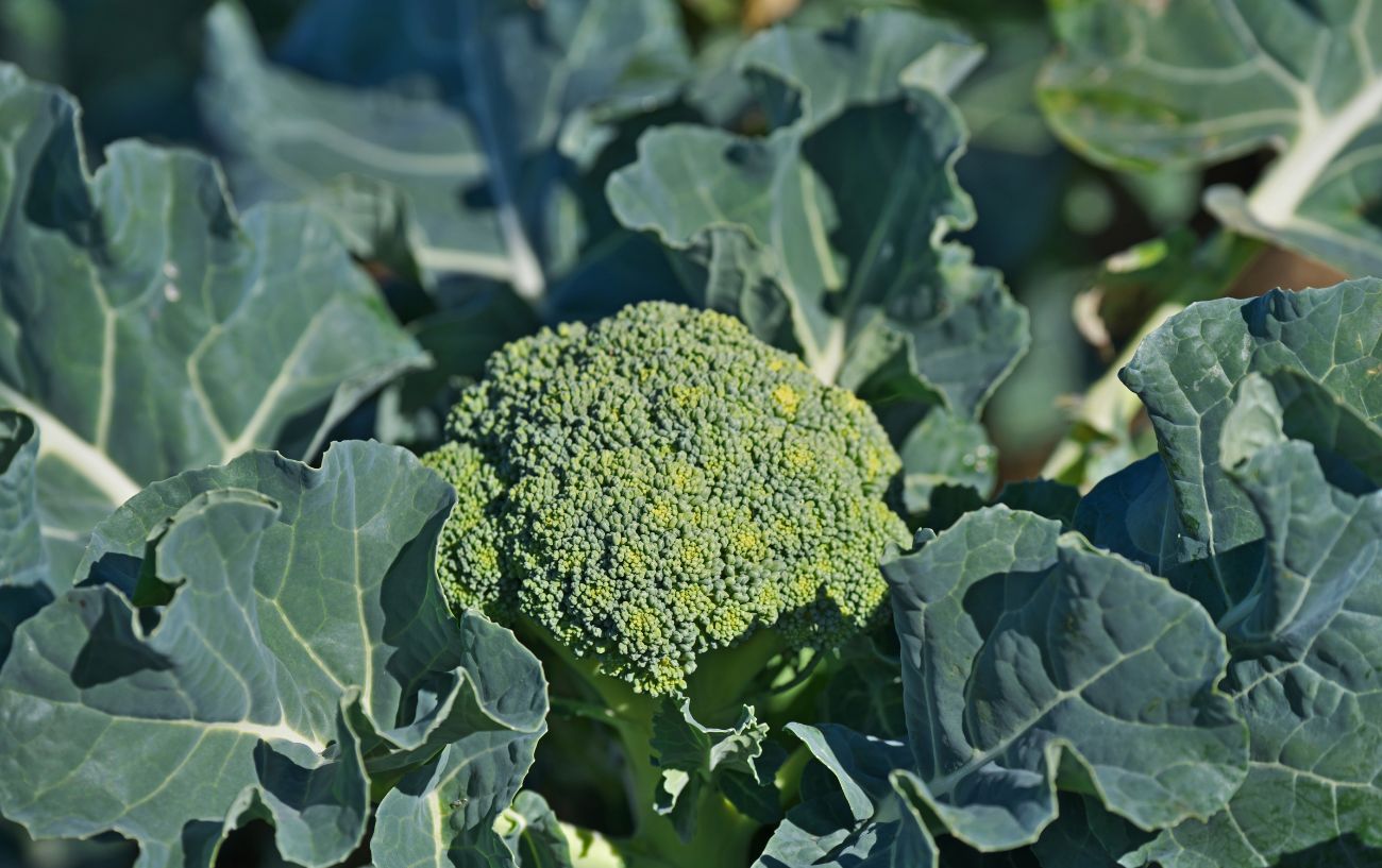 Broccoli. 