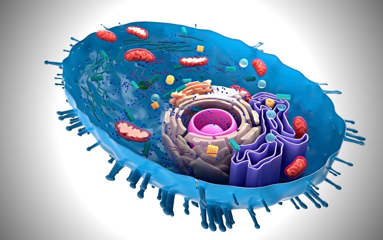 A drawing of mitochondria. 