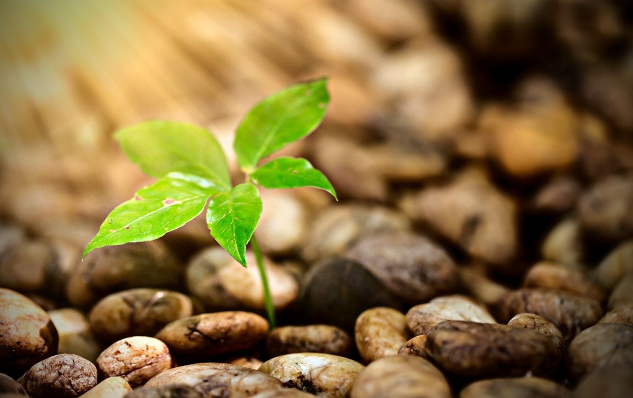 A plant receiving sunlight. 